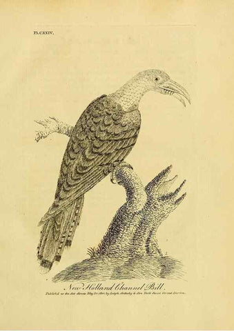 Reproducción/Reproduction 41596267302: Supplement II to the General synopsis of birds.. London :Printed for Leigh, Sotheby, & Son, York Street, Covent Garden,[1801 or 1802]. 