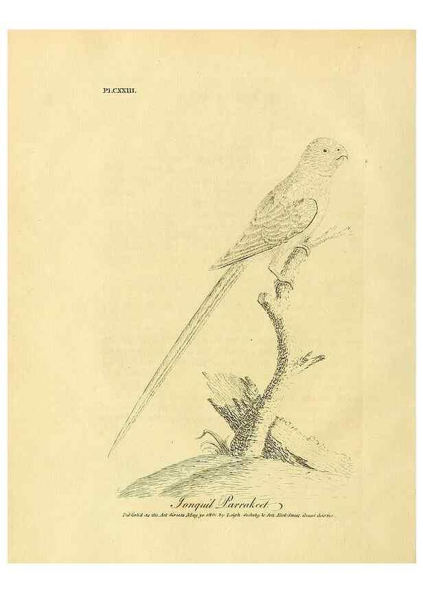 Reproducción/Reproduction 39828189520: Supplement II to the General synopsis of birds.. London :Printed for Leigh, Sotheby, & Son, York Street, Covent Garden,[1801 or 1802]. 