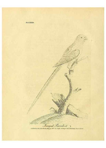 Reproducción/Reproduction 39828189520: Supplement II to the General synopsis of birds.. London :Printed for Leigh, Sotheby, & Son, York Street, Covent Garden,[1801 or 1802]. 