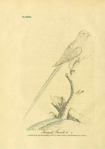 Reproducción/Reproduction 39828189520: Supplement II to the General synopsis of birds.. London :Printed for Leigh, Sotheby, & Son, York Street, Covent Garden,[1801 or 1802]. 