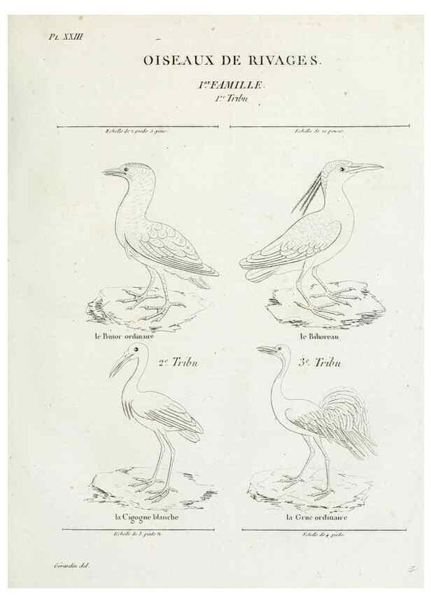 Reproducción/Reproduction 41542904942: Tableau élémentaire d'ornithologie, ou, Histoire naturelle des oiseaux que l'on rencontre communément en France :. Paris :Tournelsen,1806-1822.. 