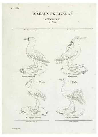 Reproducción/Reproduction 41542904942: Tableau élémentaire d'ornithologie, ou, Histoire naturelle des oiseaux que l'on rencontre communément en France :. Paris :Tournelsen,1806-1822.. 