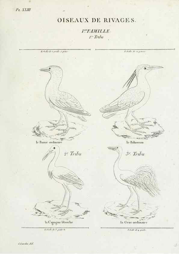 Reproducción/Reproduction 41542904942: Tableau élémentaire d'ornithologie, ou, Histoire naturelle des oiseaux que l'on rencontre communément en France :. Paris :Tournelsen,1806-1822.. 