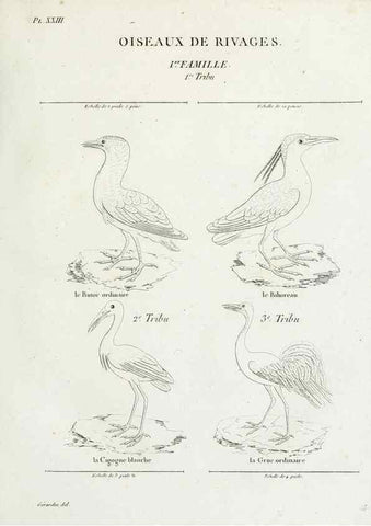 Reproducción/Reproduction 41542904942: Tableau élémentaire d'ornithologie, ou, Histoire naturelle des oiseaux que l'on rencontre communément en France :. Paris :Tournelsen,1806-1822.. 