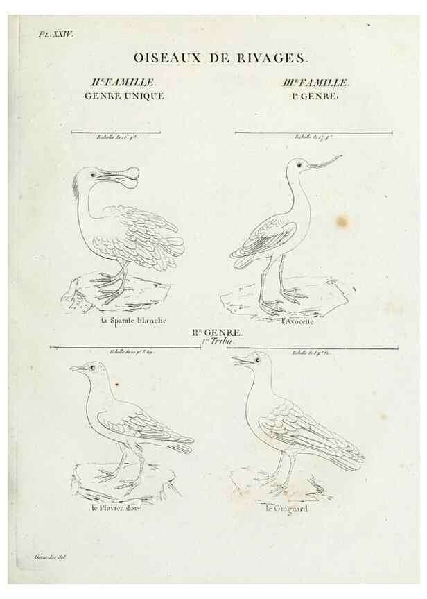 Reproducción/Reproduction 39775874110: Tableau élémentaire d'ornithologie, ou, Histoire naturelle des oiseaux que l'on rencontre communément en France :. Paris :Tournelsen,1806-1822.. 