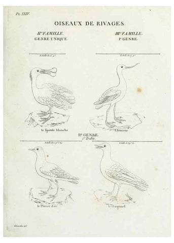 Reproducción/Reproduction 39775874110: Tableau élémentaire d'ornithologie, ou, Histoire naturelle des oiseaux que l'on rencontre communément en France :. Paris :Tournelsen,1806-1822.. 