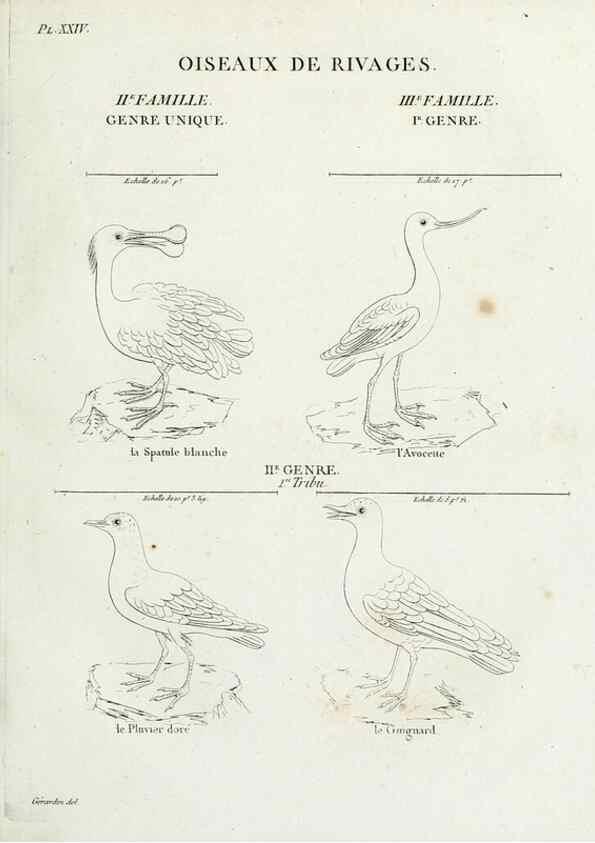 Reproducción/Reproduction 39775874110: Tableau élémentaire d'ornithologie, ou, Histoire naturelle des oiseaux que l'on rencontre communément en France :. Paris :Tournelsen,1806-1822.. 