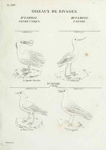 Reproducción/Reproduction 39775874110: Tableau élémentaire d'ornithologie, ou, Histoire naturelle des oiseaux que l'on rencontre communément en France :. Paris :Tournelsen,1806-1822.. 