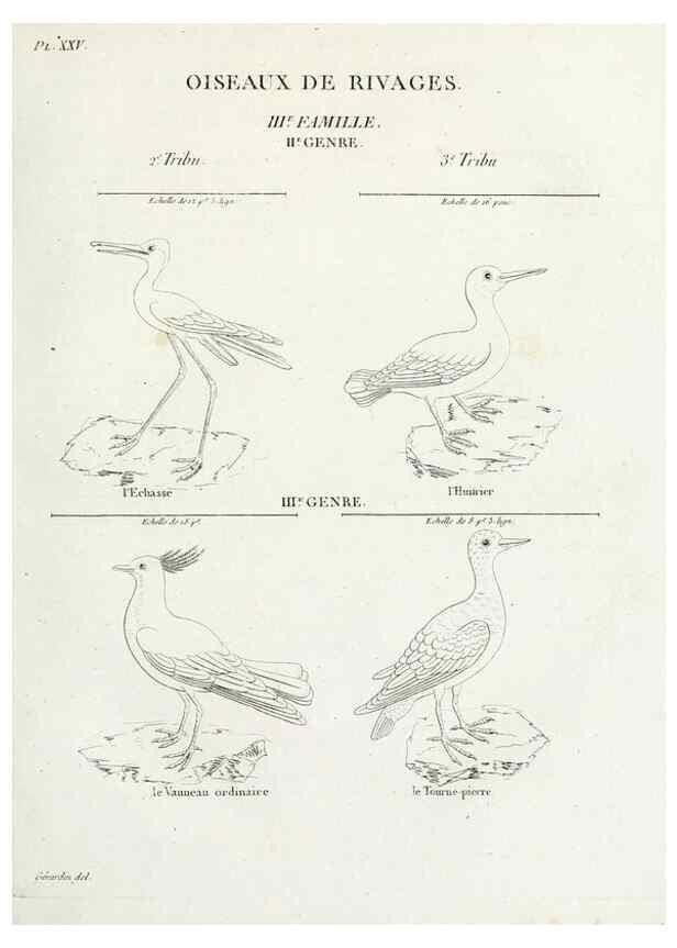 Reproducción/Reproduction 26715502087: Tableau élémentaire d'ornithologie, ou, Histoire naturelle des oiseaux que l'on rencontre communément en France :. Paris :Tournelsen,1806-1822.. 