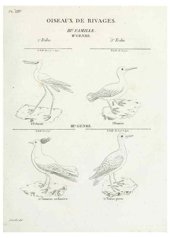 Reproducción/Reproduction 26715502087: Tableau élémentaire d'ornithologie, ou, Histoire naturelle des oiseaux que l'on rencontre communément en France :. Paris :Tournelsen,1806-1822.. 