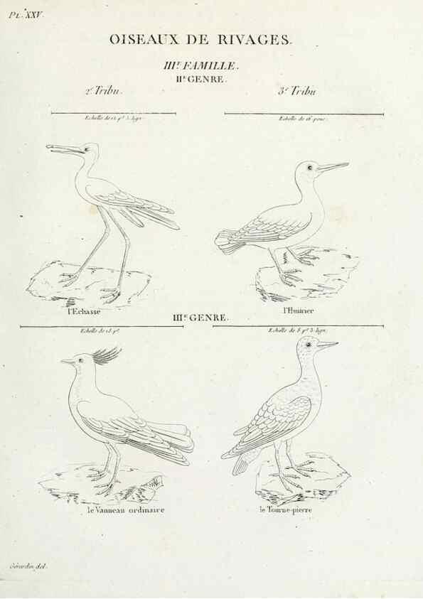 Reproducción/Reproduction 26715502087: Tableau élémentaire d'ornithologie, ou, Histoire naturelle des oiseaux que l'on rencontre communément en France :. Paris :Tournelsen,1806-1822.. 