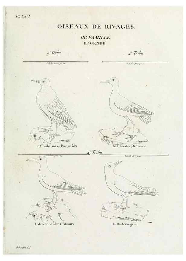 Reproducción/Reproduction 40691386055: Tableau élémentaire d'ornithologie, ou, Histoire naturelle des oiseaux que l'on rencontre communément en France :. Paris :Tournelsen,1806-1822.. 