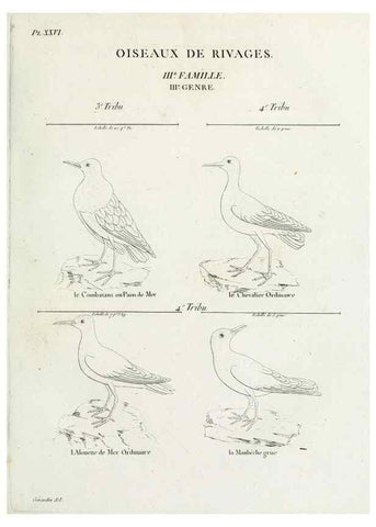 Reproducción/Reproduction 40691386055: Tableau élémentaire d'ornithologie, ou, Histoire naturelle des oiseaux que l'on rencontre communément en France :. Paris :Tournelsen,1806-1822.. 