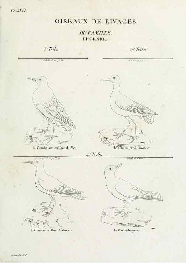Reproducción/Reproduction 40691386055: Tableau élémentaire d'ornithologie, ou, Histoire naturelle des oiseaux que l'on rencontre communément en France :. Paris :Tournelsen,1806-1822.. 