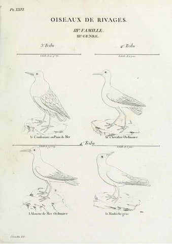 Reproducción/Reproduction 40691386055: Tableau élémentaire d'ornithologie, ou, Histoire naturelle des oiseaux que l'on rencontre communément en France :. Paris :Tournelsen,1806-1822.. 