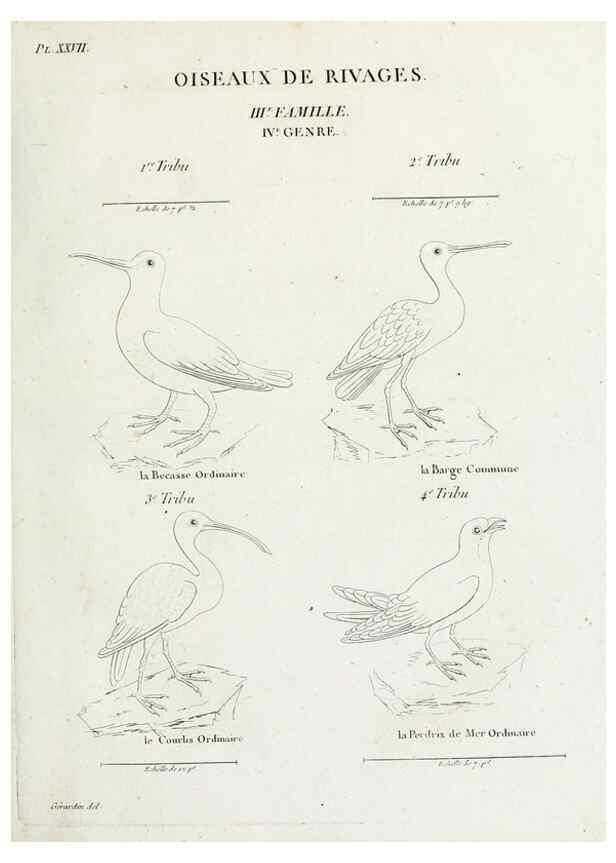Reproducción/Reproduction 41583808201: Tableau élémentaire d'ornithologie, ou, Histoire naturelle des oiseaux que l'on rencontre communément en France :. Paris :Tournelsen,1806-1822.. 