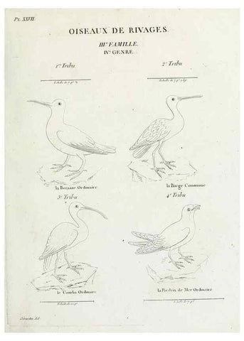 Reproducción/Reproduction 41583808201: Tableau élémentaire d'ornithologie, ou, Histoire naturelle des oiseaux que l'on rencontre communément en France :. Paris :Tournelsen,1806-1822.. 