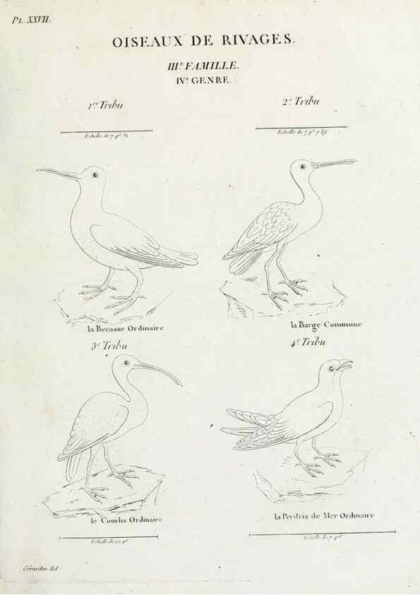 Reproducción/Reproduction 41583808201: Tableau élémentaire d'ornithologie, ou, Histoire naturelle des oiseaux que l'on rencontre communément en France :. Paris :Tournelsen,1806-1822.. 