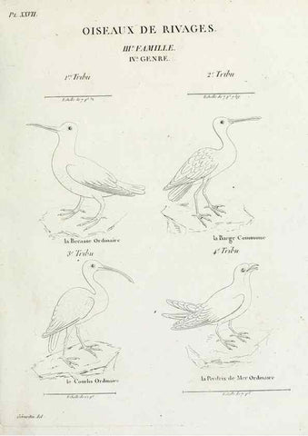 Reproducción/Reproduction 41583808201: Tableau élémentaire d'ornithologie, ou, Histoire naturelle des oiseaux que l'on rencontre communément en France :. Paris :Tournelsen,1806-1822.. 