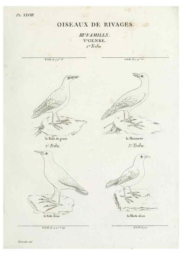 Reproducción/Reproduction 39775887120: Tableau élémentaire d'ornithologie, ou, Histoire naturelle des oiseaux que l'on rencontre communément en France :. Paris :Tournelsen,1806-1822.. 