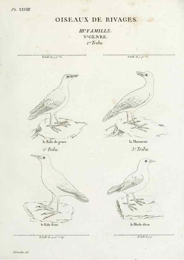Reproducción/Reproduction 39775887120: Tableau élémentaire d'ornithologie, ou, Histoire naturelle des oiseaux que l'on rencontre communément en France :. Paris :Tournelsen,1806-1822.. 