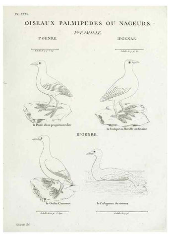 Reproducción/Reproduction 41542918512: Tableau élémentaire d'ornithologie, ou, Histoire naturelle des oiseaux que l'on rencontre communément en France :. Paris :Tournelsen,1806-1822.. 