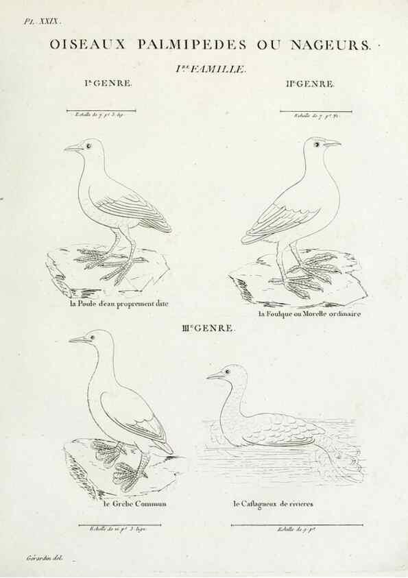 Reproducción/Reproduction 41542918512: Tableau élémentaire d'ornithologie, ou, Histoire naturelle des oiseaux que l'on rencontre communément en France :. Paris :Tournelsen,1806-1822.. 