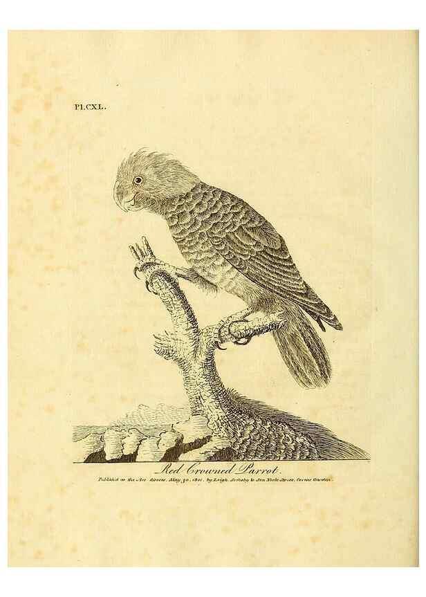 Reproducción/Reproduction 40744277965: Supplement II to the General synopsis of birds.. London :Printed for Leigh, Sotheby, & Son, York Street, Covent Garden,[1801 or 1802]. 