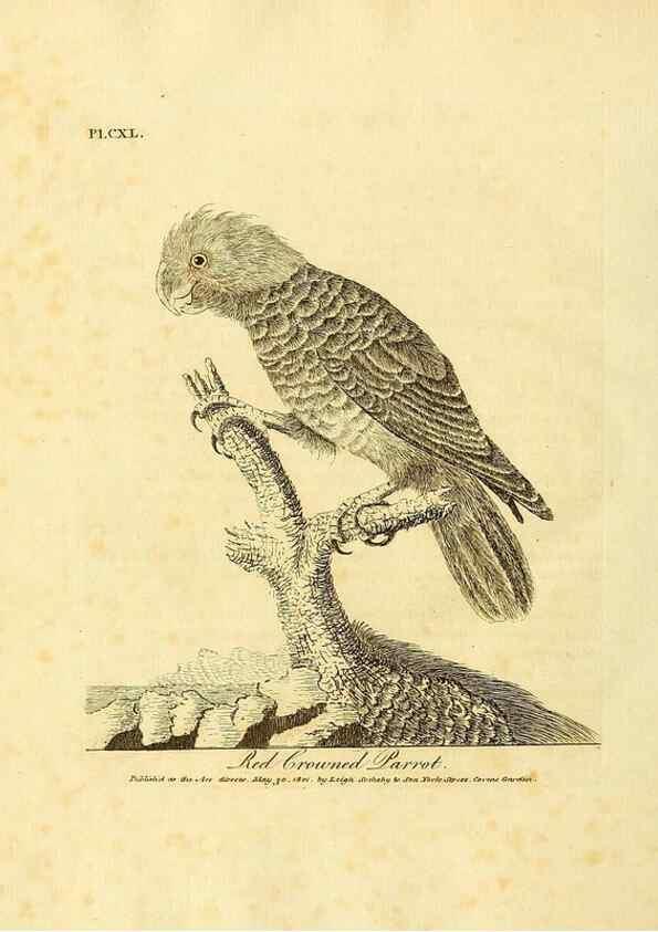 Reproducción/Reproduction 40744277965: Supplement II to the General synopsis of birds.. London :Printed for Leigh, Sotheby, & Son, York Street, Covent Garden,[1801 or 1802]. 
