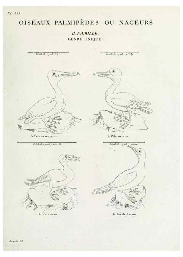 Reproducción/Reproduction 39775893840: Tableau élémentaire d'ornithologie, ou, Histoire naturelle des oiseaux que l'on rencontre communément en France :. Paris :Tournelsen,1806-1822.. 