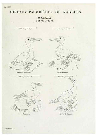 Reproducción/Reproduction 39775893840: Tableau élémentaire d'ornithologie, ou, Histoire naturelle des oiseaux que l'on rencontre communément en France :. Paris :Tournelsen,1806-1822.. 