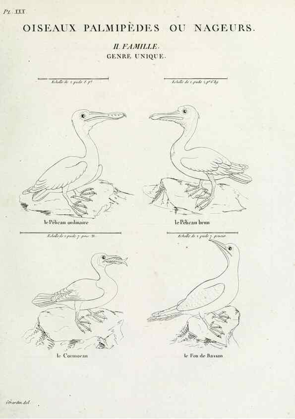 Reproducción/Reproduction 39775893840: Tableau élémentaire d'ornithologie, ou, Histoire naturelle des oiseaux que l'on rencontre communément en France :. Paris :Tournelsen,1806-1822.. 