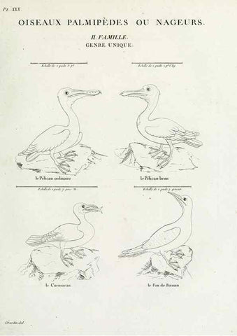 Reproducción/Reproduction 39775893840: Tableau élémentaire d'ornithologie, ou, Histoire naturelle des oiseaux que l'on rencontre communément en France :. Paris :Tournelsen,1806-1822.. 