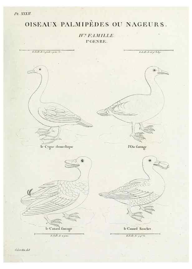 Reproducción/Reproduction 26715512087: Tableau élémentaire d'ornithologie, ou, Histoire naturelle des oiseaux que l'on rencontre communément en France :. Paris :Tournelsen,1806-1822.. 