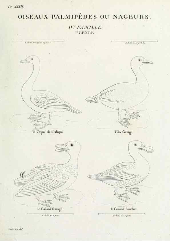 Reproducción/Reproduction 26715512087: Tableau élémentaire d'ornithologie, ou, Histoire naturelle des oiseaux que l'on rencontre communément en France :. Paris :Tournelsen,1806-1822.. 