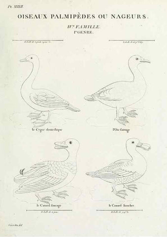 Reproducción/Reproduction 26715512087: Tableau élémentaire d'ornithologie, ou, Histoire naturelle des oiseaux que l'on rencontre communément en France :. Paris :Tournelsen,1806-1822.. 