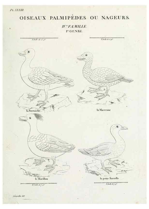Reproducción/Reproduction 39775903090: Tableau élémentaire d'ornithologie, ou, Histoire naturelle des oiseaux que l'on rencontre communément en France :. Paris :Tournelsen,1806-1822.. 