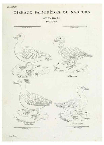 Reproducción/Reproduction 39775903090: Tableau élémentaire d'ornithologie, ou, Histoire naturelle des oiseaux que l'on rencontre communément en France :. Paris :Tournelsen,1806-1822.. 