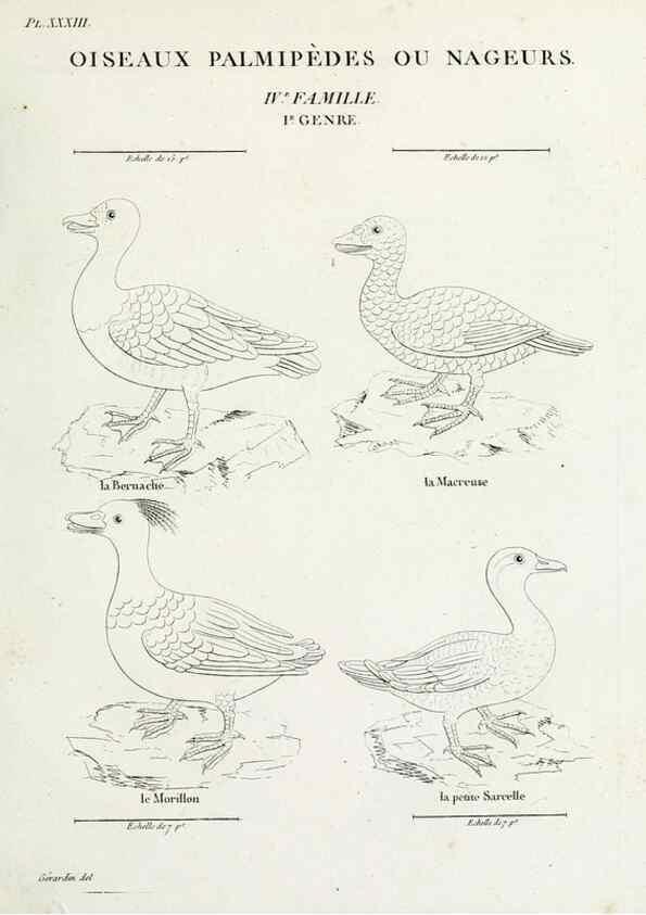 Reproducción/Reproduction 39775903090: Tableau élémentaire d'ornithologie, ou, Histoire naturelle des oiseaux que l'on rencontre communément en France :. Paris :Tournelsen,1806-1822.. 