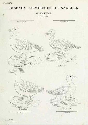 Reproducción/Reproduction 39775903090: Tableau élémentaire d'ornithologie, ou, Histoire naturelle des oiseaux que l'on rencontre communément en France :. Paris :Tournelsen,1806-1822.. 