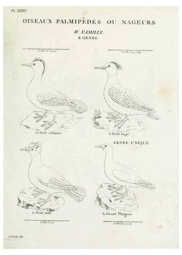 Reproducción/Reproduction 40691401465: Tableau élémentaire d'ornithologie, ou, Histoire naturelle des oiseaux que l'on rencontre communément en France :. Paris :Tournelsen,1806-1822.. 