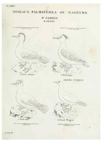 Reproducción/Reproduction 40691401465: Tableau élémentaire d'ornithologie, ou, Histoire naturelle des oiseaux que l'on rencontre communément en France :. Paris :Tournelsen,1806-1822.. 