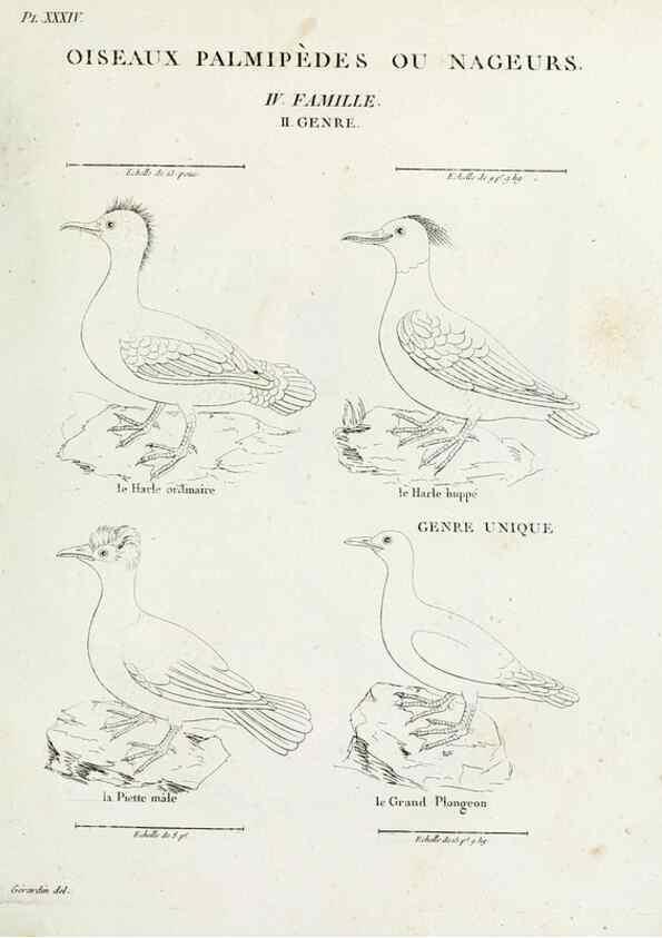 Reproducción/Reproduction 40691401465: Tableau élémentaire d'ornithologie, ou, Histoire naturelle des oiseaux que l'on rencontre communément en France :. Paris :Tournelsen,1806-1822.. 