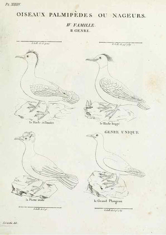 Reproducción/Reproduction 40691401465: Tableau élémentaire d'ornithologie, ou, Histoire naturelle des oiseaux que l'on rencontre communément en France :. Paris :Tournelsen,1806-1822.. 