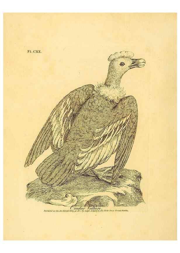 Reproducción/Reproduction 41635968891: Supplement II to the General synopsis of birds.. London :Printed for Leigh, Sotheby, & Son, York Street, Covent Garden,[1801 or 1802]. 