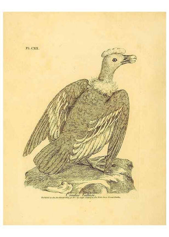 Reproducción/Reproduction 41635968891: Supplement II to the General synopsis of birds.. London :Printed for Leigh, Sotheby, & Son, York Street, Covent Garden,[1801 or 1802]. 