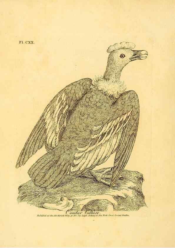 Reproducción/Reproduction 41635968891: Supplement II to the General synopsis of birds.. London :Printed for Leigh, Sotheby, & Son, York Street, Covent Garden,[1801 or 1802]. 
