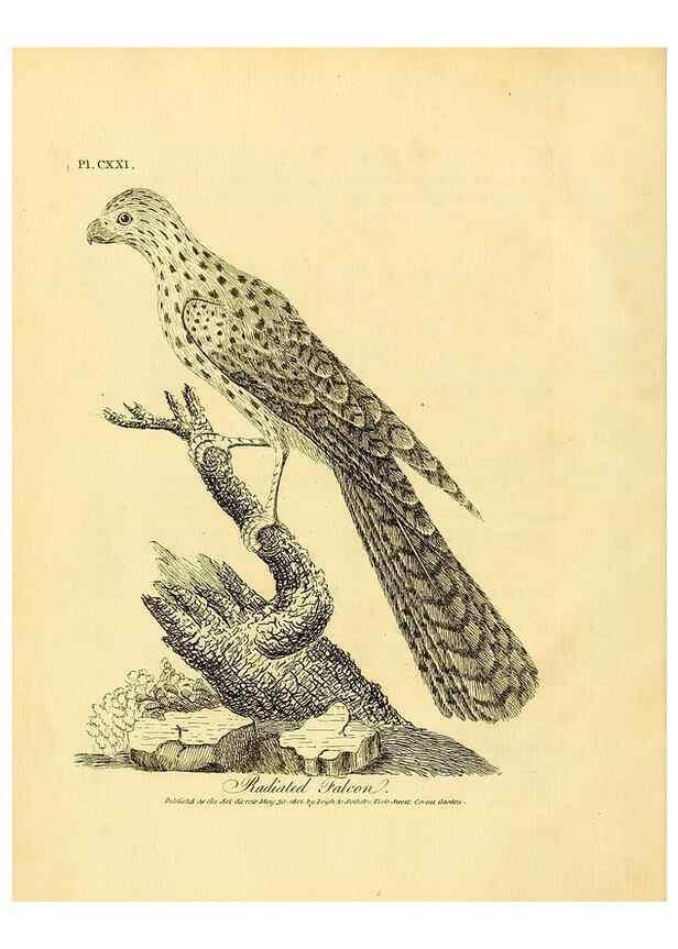 Reproducción/Reproduction 26768018347: Supplement II to the General synopsis of birds.. London :Printed for Leigh, Sotheby, & Son, York Street, Covent Garden,[1801 or 1802]. 