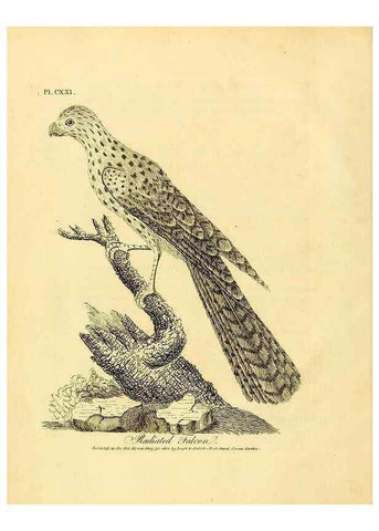 Reproducción/Reproduction 26768018347: Supplement II to the General synopsis of birds.. London :Printed for Leigh, Sotheby, & Son, York Street, Covent Garden,[1801 or 1802]. 