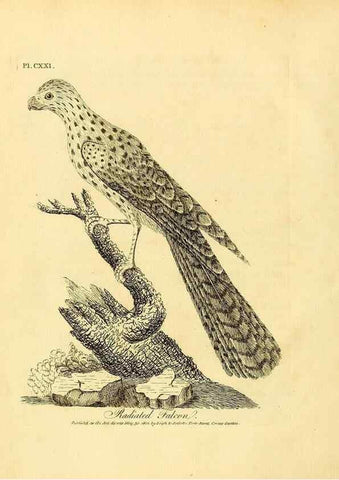 Reproducción/Reproduction 26768018347: Supplement II to the General synopsis of birds.. London :Printed for Leigh, Sotheby, & Son, York Street, Covent Garden,[1801 or 1802]. 